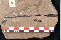 Foto (Detailansicht) von Araucaria sternbergii Goeppert (NHMW-GEO-2024-0188-8306)